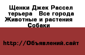 Щенки Джек Рассел терьера - Все города Животные и растения » Собаки   